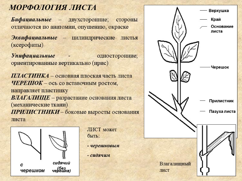 МОРФОЛОГИЯ ЛИСТА Бифациальные – двухсторонние; стороны отличаются по анатомии, опушению, окраске Эквифациальные – цилиндрические